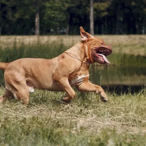 Portrait running Dogue de Bordeaux Portrait running Dogue de Bordeaux