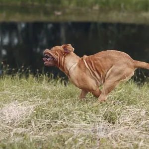 Portrait running Dogue de Bordeaux Portrait running Dogue de Bordeaux