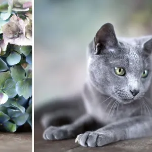 Portrait of a Russian Blue Pedigree Cat