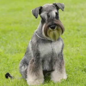 Portrait of Schnauzer Pepper and Salt dog Print