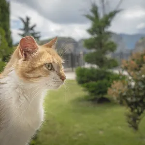 Portrait of a small cute brown and white cat