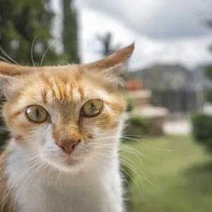 Portrait of a small cute brown and white cat