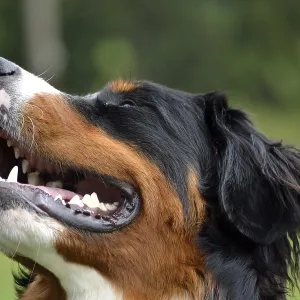 Portrait of a sweet Bernese cattle dog
