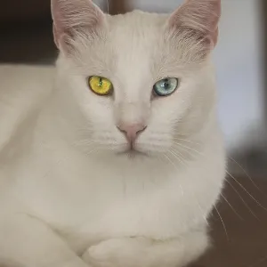 Turkish Van Cat Print: Yuki, Deaf Male, 5 Years Old Turkish Van Cat Print: Yuki, Deaf Male, 5 Years Old