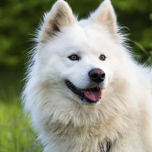 Portrait of a white Samoyed dog Portrait of a white Samoyed dog