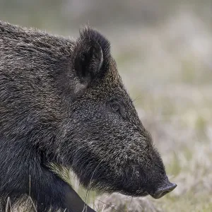 Portrait of a wild boar (Sus scrofa), Denmark Portrait of a wild boar (Sus scrofa), Denmark