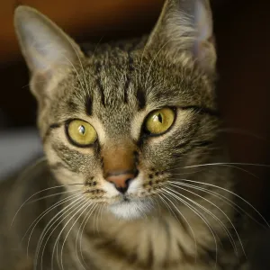 Portrait of young european shorthair breed cat's head Portrait of young european shorthair breed cat's head