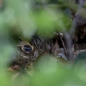 Portrait of a young hare (Lepus europaeus) resting in the shelter of a holly tree