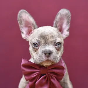 Portrait of young Lilac Brindle French Bulldog dog puppy with burgundy ribbon in front of studio background