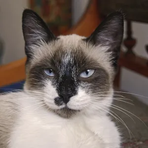 Portrait of young Siamese cat head closeup