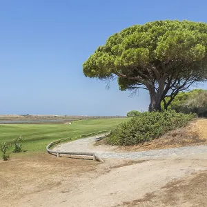 Portuguese landscape at coast with pine tree