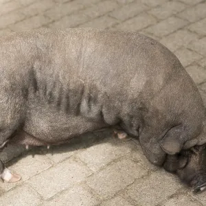 Pot-bellied pig Pot-bellied pig