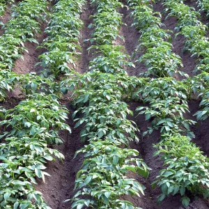 Potato plants in field