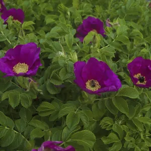 Native Garden Potato Rose Print, East Frisia, Germany