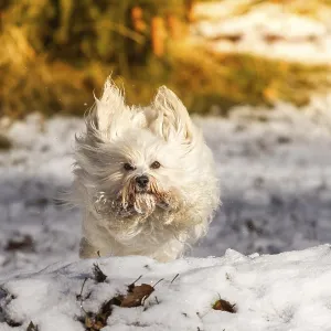 A powerful Havanese takes a leap A powerful Havanese takes a leap