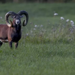 A powerful mouflon ram (Ovis gmelini) at dusk