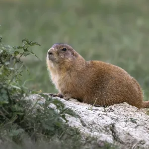 Prairie Dog (Cynomys ludovicianus) Prairie Dog (Cynomys ludovicianus)