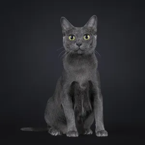 Pretty adult Korat cat kitten, sitting up facing front