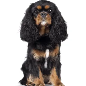 Pretty Cavalier King Charles Spaniel Print, Netherlands