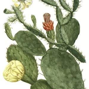 19th Century Prickly Pear Print, Opuntia Illustration 19th Century Prickly Pear Print, Opuntia Illustration