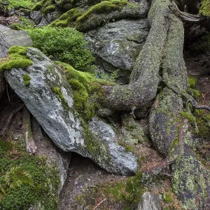 Primeval forest in Hoellbachgespreng