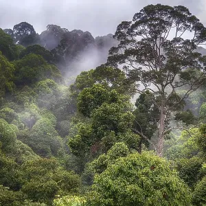 Pristine tropical rainforest at deramakot Forest Reserve