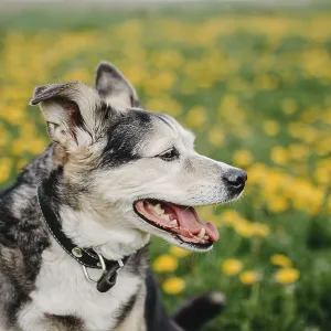 Side profile of a relaxed dog in a field full of dandelions Side profile of a relaxed dog in a field full of dandelions