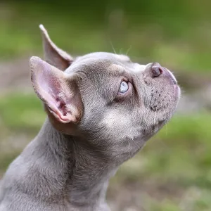 Side profile view of New Shade Isabella colored French Bulldog dog with very light blue eyes