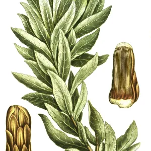Protea lepidocarpodendron, black bearded sugar bush