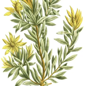 Protea scolymocephala, also known as thistle protea or thistle sugar bush