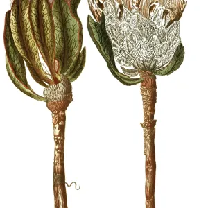 Protea scolymocephala, also thistle protea or thistle sugar bush