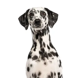 Proud dalmatian dog sitting and looking forward on a white background Proud dalmatian dog sitting and looking forward on a white background