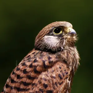 Young Common Kestrel in Bavarian Landscape Print Young Common Kestrel in Bavarian Landscape Print