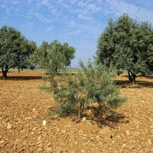 Provence. Olive grove. Provence-Alpes-Cote d'Azur