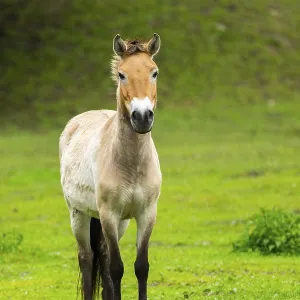 Przewalski's horse (Equus ferus przewalskii) standing on a meadow