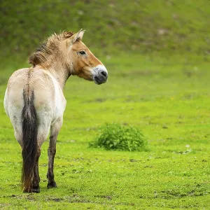 Przewalski's horse (Equus ferus przewalskii) standing on a meadow