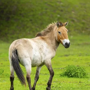 Przewalski's horse (Equus ferus przewalskii) standing on a meadow
