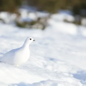 Ptarmigan (Lagopus lagopus) in the morning Ptarmigan (Lagopus lagopus) in the morning