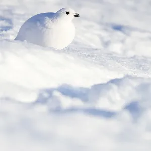 Ptarmigan (Lagopus lagopus) in the morning sun