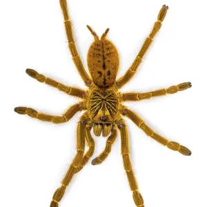 Pterinochilus murinus RCF aka Orange baboon tatantula spider