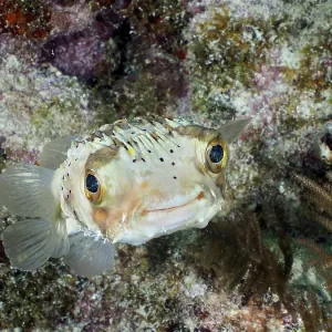 A pufferfish, brown spotted hedgehogfish (Diodon holocanthus)