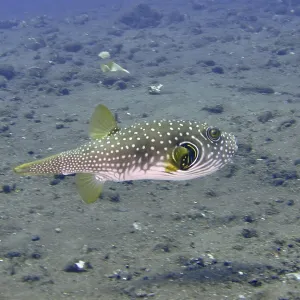 Pufferfish with dotted pattern Pufferfish with dotted pattern