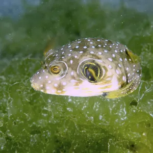 Pufferfish with white-spotted pattern Pufferfish with white-spotted pattern