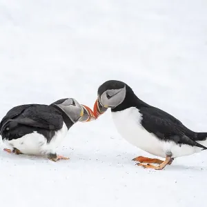 Two Puffins in Winter Print Two Puffins in Winter Print
