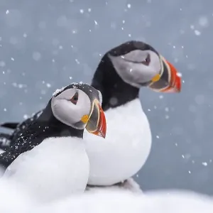 Two Puffins in Winter Print Two Puffins in Winter Print