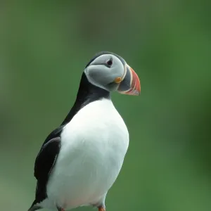 Puffin, Round, Norway, Europe