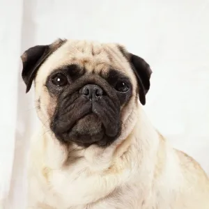 Pug