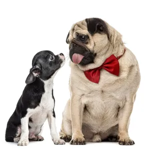 Pug with bow tie looking at a chihuahua Pug with bow tie looking at a chihuahua
