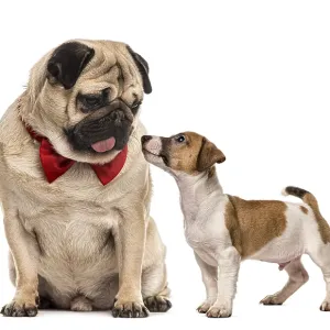 Pug with bow tie looking at a dachshund Pug with bow tie looking at a dachshund