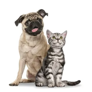 Pug dog and British Shorthair kitten sitting side by side together on a white background Pug dog and British Shorthair kitten sitting side by side together on a white background